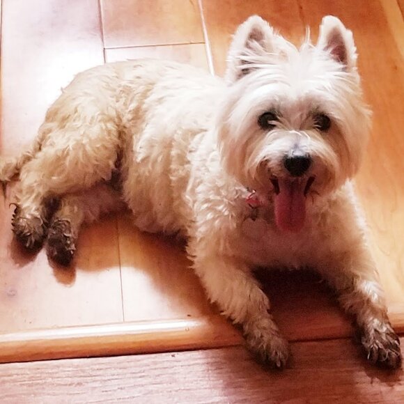 $3 Listing for Posh Show with Rules. Thank you! - Picture 8 of 8